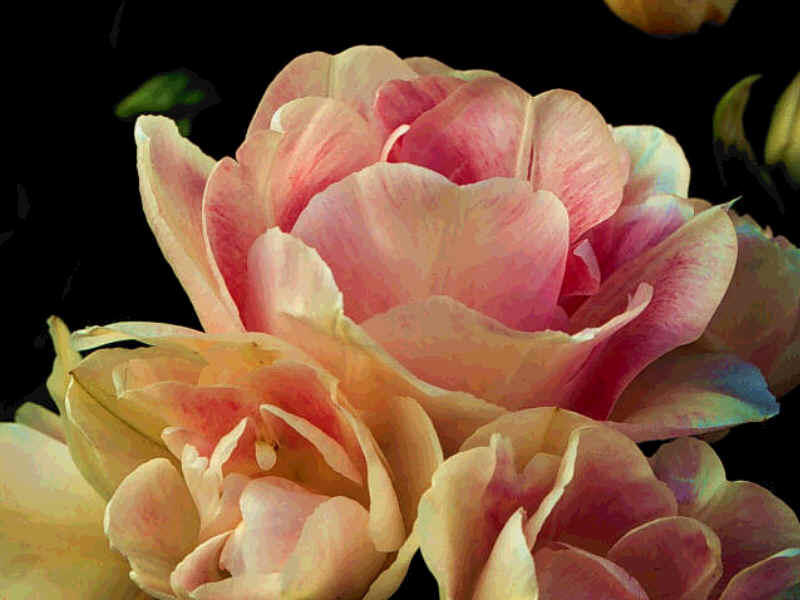 Ama as tuas rosas