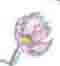 Aeris, selling flowers in color