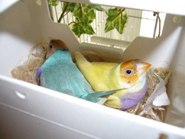 sitting on 6 eggs