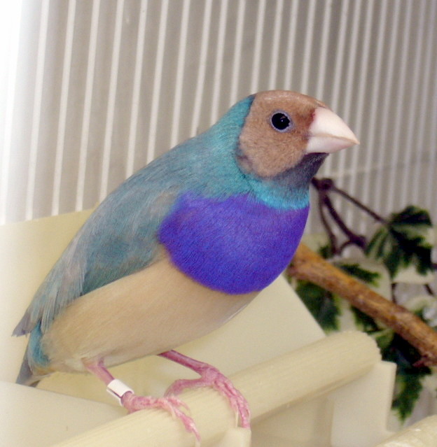 Male Pastel Moulting