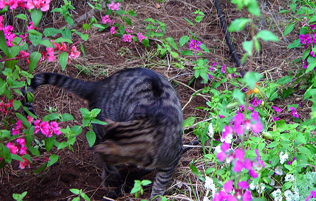 Bo-Bo Dancing with the Flowers