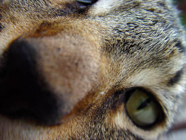 Bo's Nose