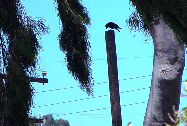 Crow on-a-stick
