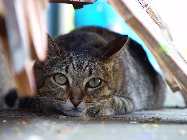 Itty Bitty Pretty Kitty