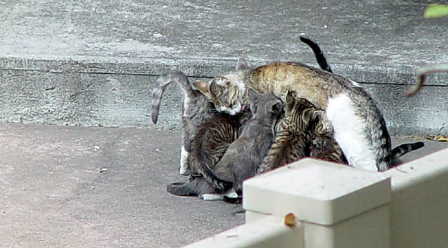 Neighbor Cat with Her Own Litter ... and an Adopted One!