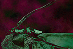 Metamorphisis 1