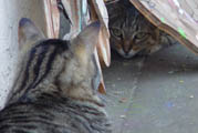  ... and more cats!!!