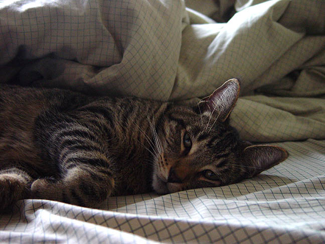 Bo after a tough day of lazing about.