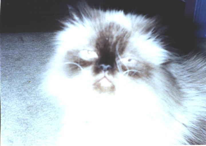 I AM HANDSOME!&nbsp; GIVE ME SOME MILK OR MEAT!