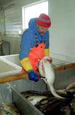 fisk1.jpg (9782 bytes)