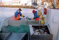 fisk2.jpg (10629 bytes)