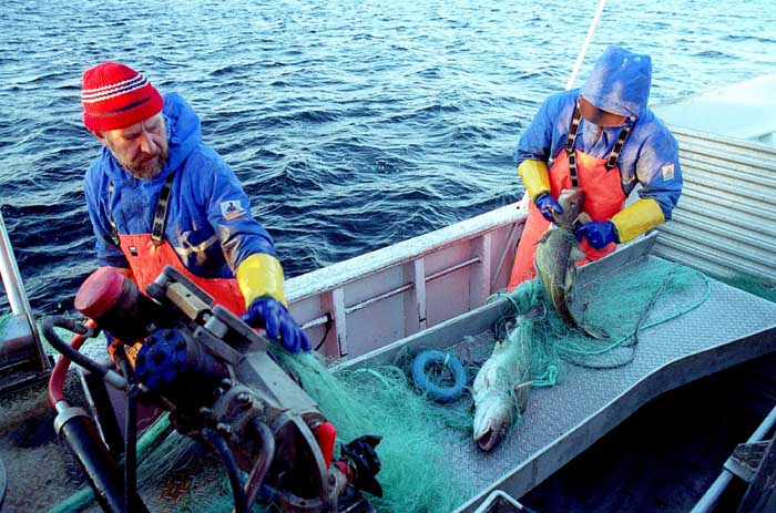 fisk3.jpg (79120 bytes)