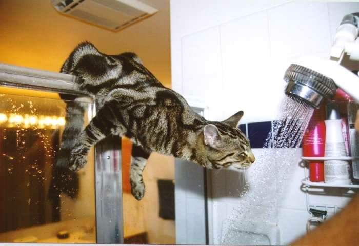 cat drinking from shower
