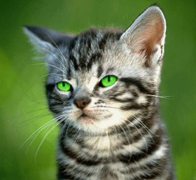 catsticksouttongue