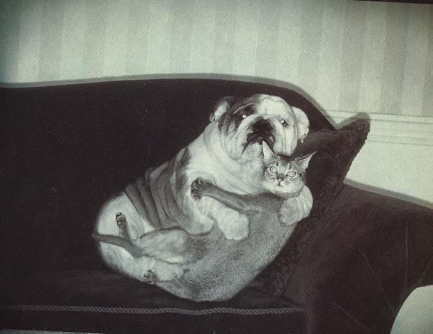 cat&dog in arms