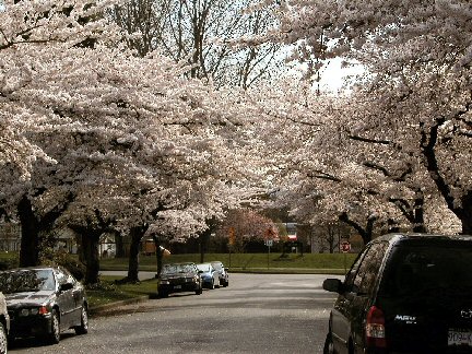 blossoms