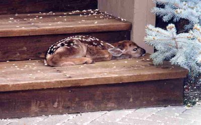 baby deer