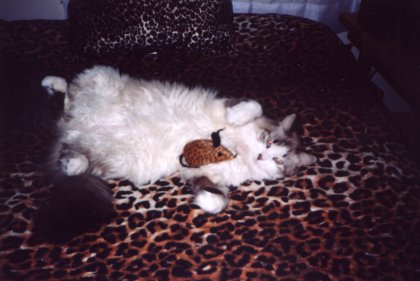 cat in my bed