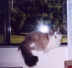cat in window
