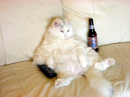cat on couch with beer