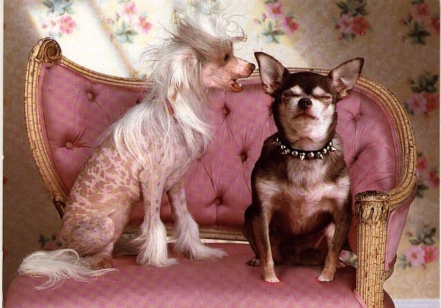 dog yapping in a dog's ear