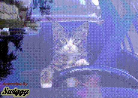 cat driving