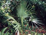 palm