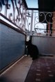 Balcony Kitty