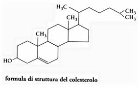 struttura della molecola di colesterolo