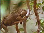 iguana adulta sull'albero