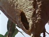 nido cartaceo di vespa nera