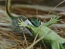 serpente dalla testa verde che mangia giovane iguana