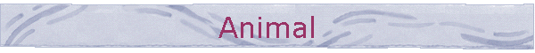 Animal