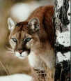 Galleria - firecw16.gif