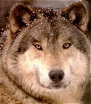 Galleria - firecw70.gif