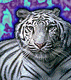 Galleria - firecw80.gif