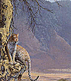 Galleria - firecw88.gif