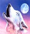 Galleria - firecw91.gif