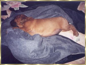pup