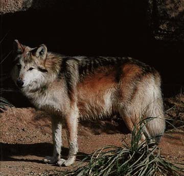 mexwolf.jpg