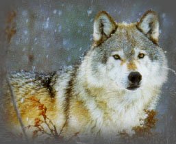wolf-snow2.jpg