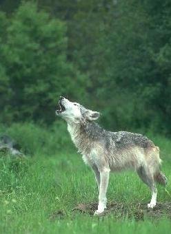 wolf4.jpg