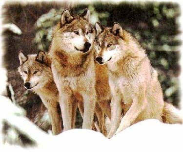 wolfgroup.jpg