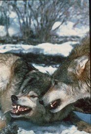 wolves.jpg