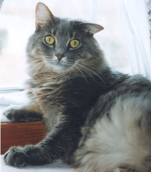 Nala - Beauty Queen