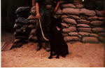 tracker dog and his handler