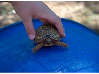 Turtle at Elands River