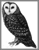 Barn Owl