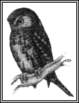 Pearl Owl