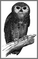Pels Owl